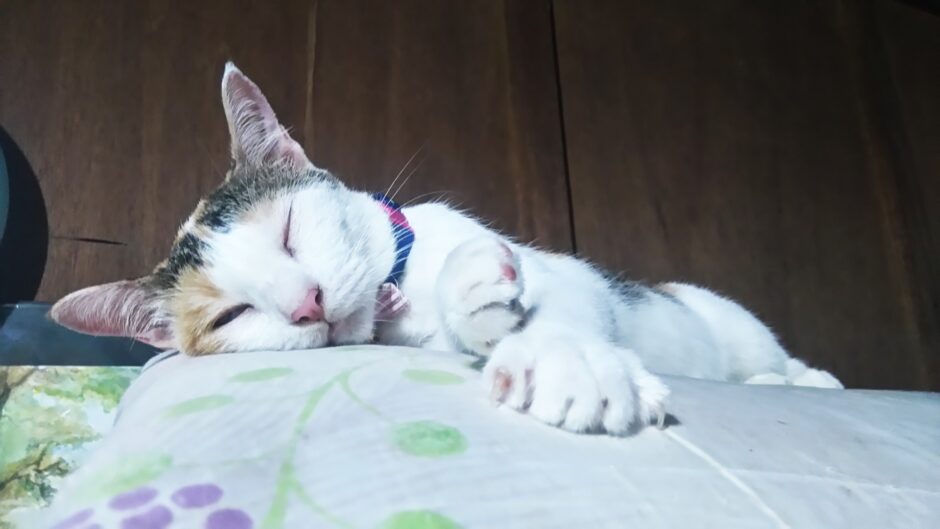 猫が吐く原因とは？考えられる病気のリスクや注意すべき症状について解説