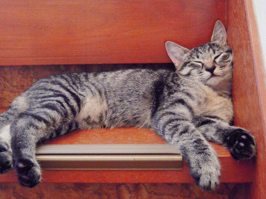 猫も熱中症になる