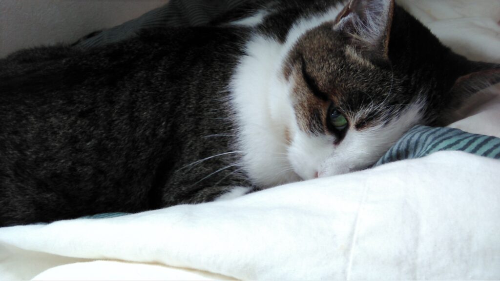 猫の腎臓病の症状