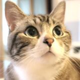 猫の目やには取ったほうがいい?目やにでわかる健康状態と気を付けたいポイント