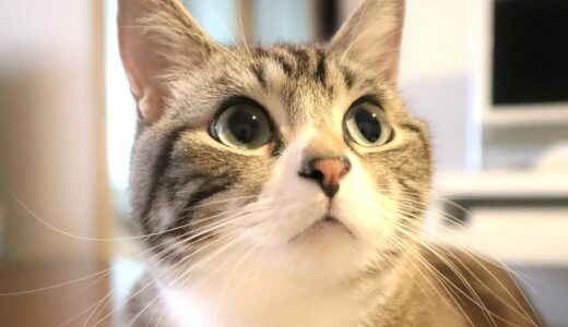 猫の目やには取ったほうがいい？目やにでわかる健康状態と気を付けたいポイント