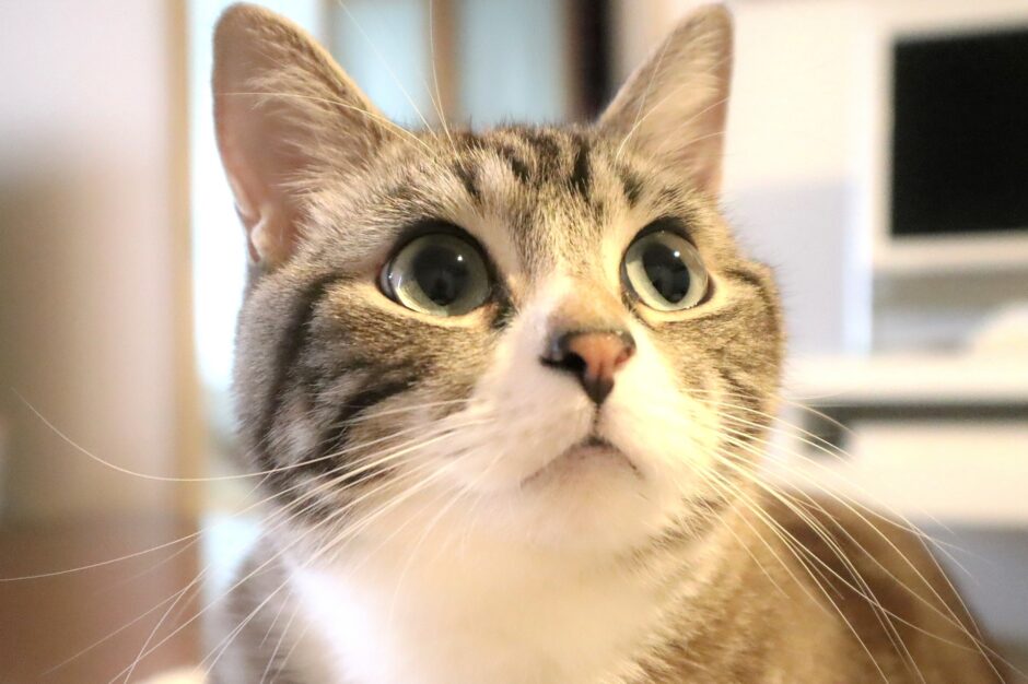 猫の目やには取ったほうがいい？目やにでわかる健康状態と気を付けたいポイント