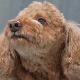 犬が吠え続けるのは分離不安症?原因や対応方法についてもまとめました