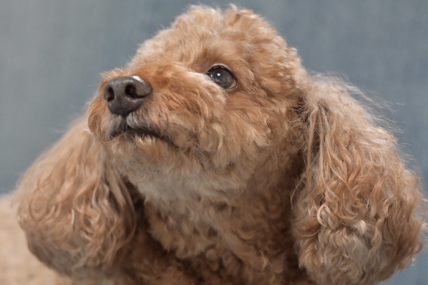 犬が吠え続けるのは分離不安症？原因や対応方法についてもまとめました