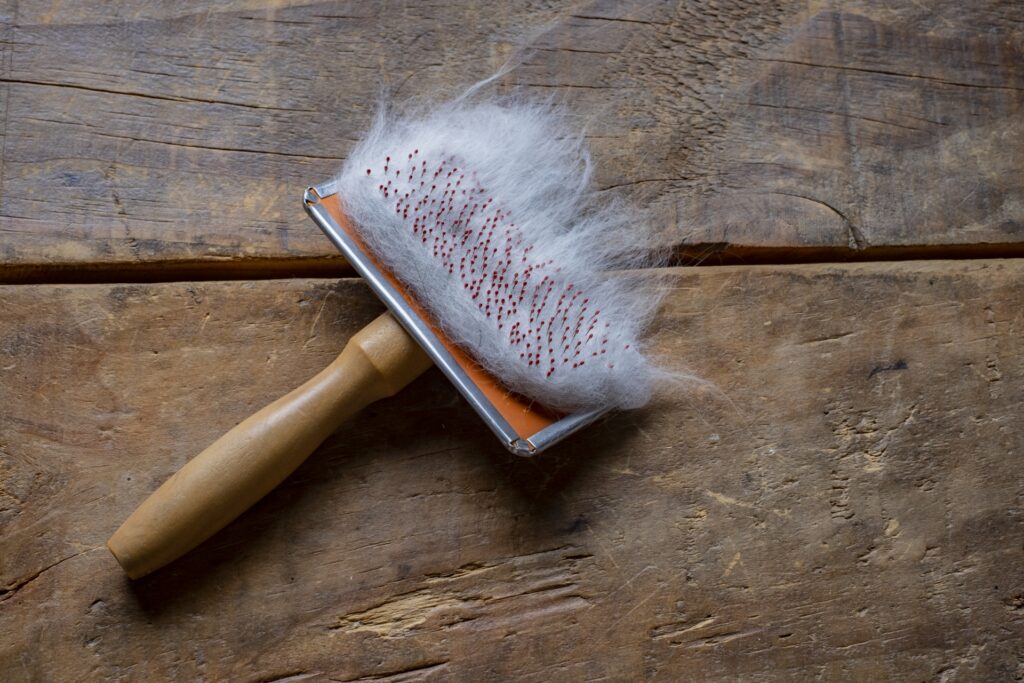 猫の健康促進のための食事とケア