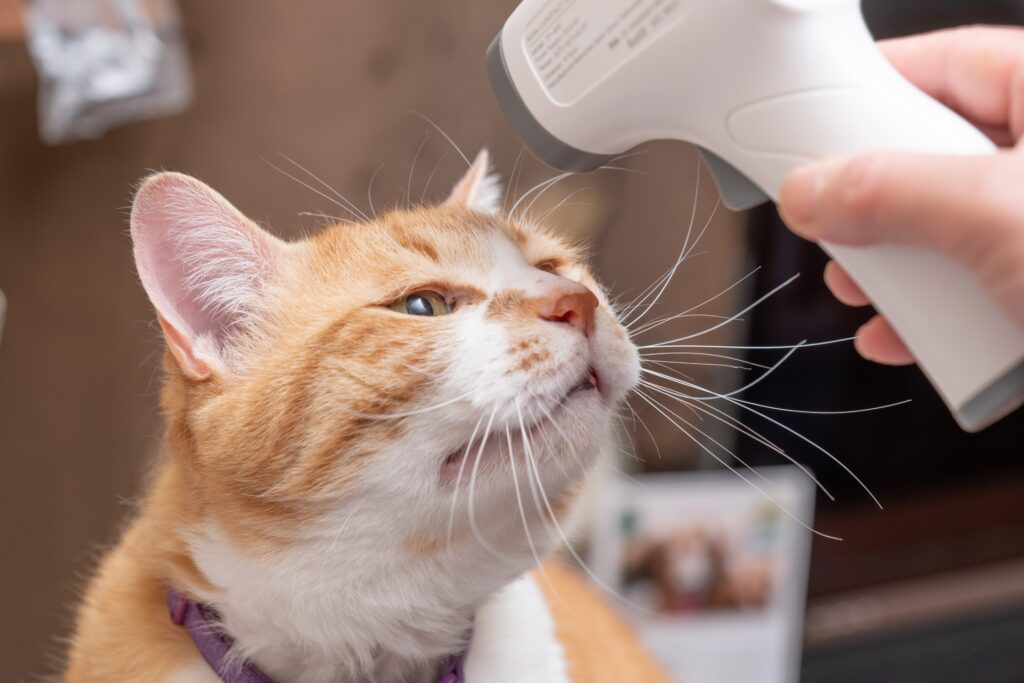 猫エイズ(FIV)とは