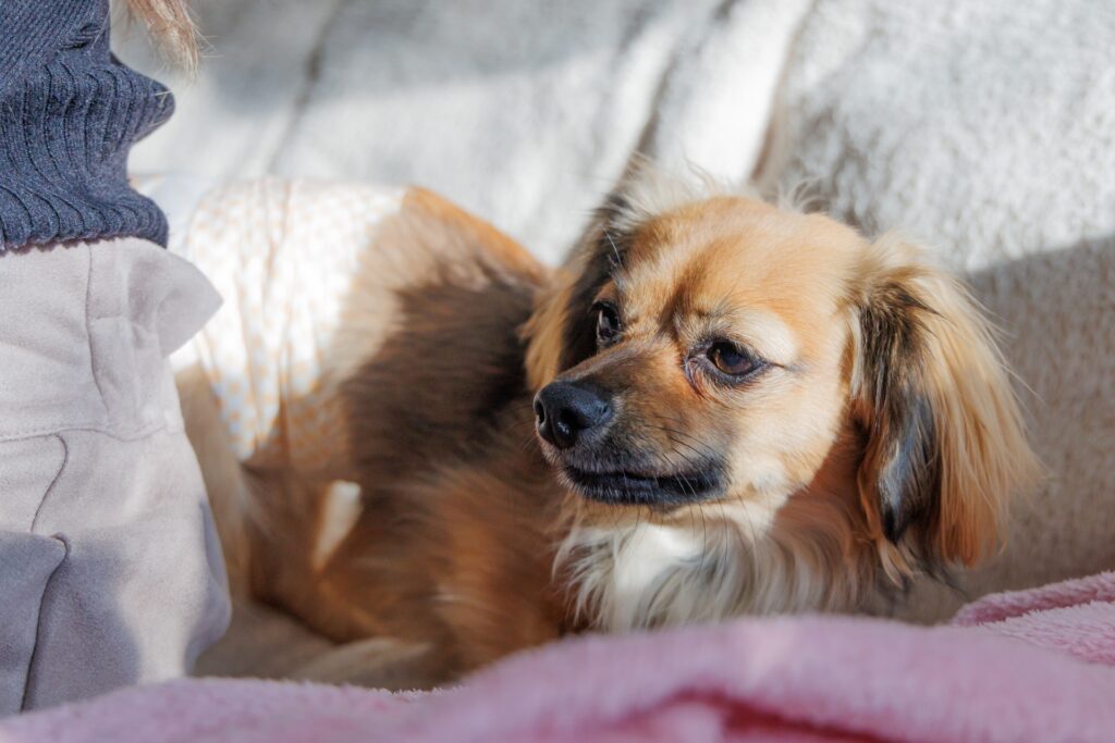 犬の様子に目を配ろう