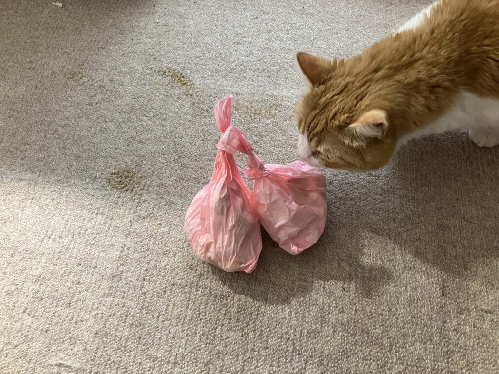 猫が吐く主な原因