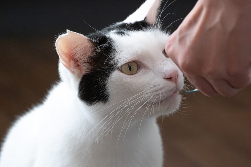 猫エイズの進行段階ごとの症状