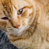 猫は腎臓病になりやすい?検査や治療方法について解説します