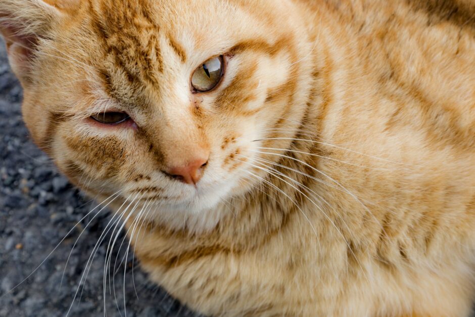 猫は腎臓病になりやすい？検査や治療方法について解説します