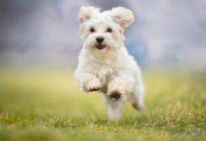 犬の目の周りが赤い