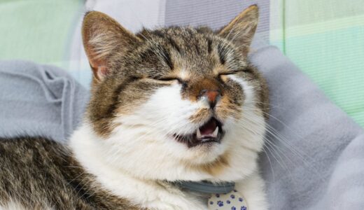 猫の脳腫瘍とは？症状や原因について解説します！