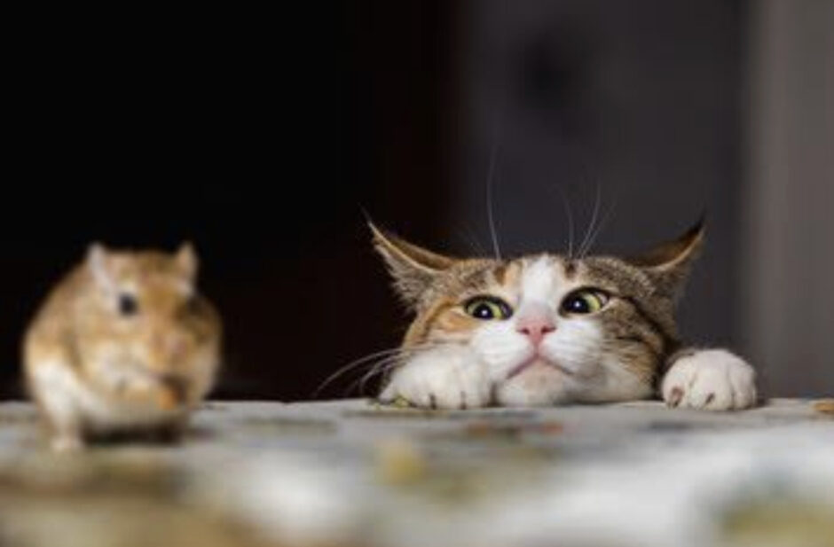 猫　眼瞼内反症