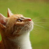 猫 甲状腺機能亢進症