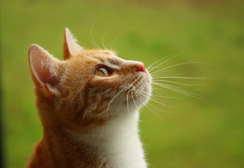 猫 甲状腺機能亢進症