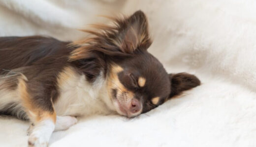 犬の低血糖症とは？気になる症状や治療法について徹底解説！