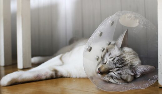  猫の急性腎不全の症状は？原因・予防法・治療を解説