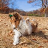 犬 関節リウマチ