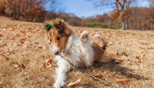 犬の関節リウマチ（免疫介在性多発性関節炎）とは？症状・治療法・予防についても解説