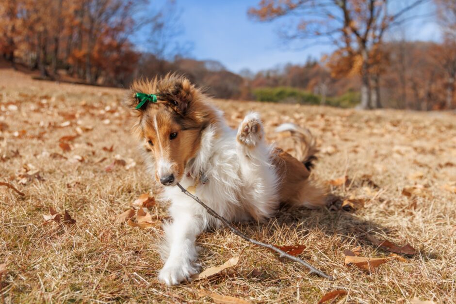 犬 関節リウマチ