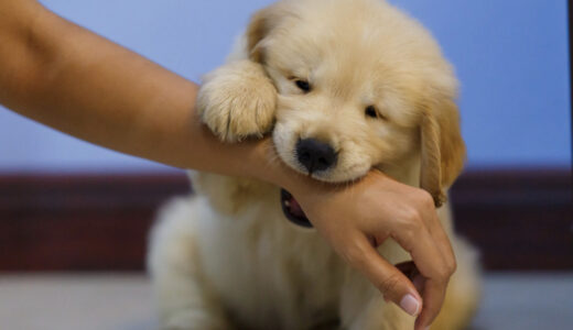 犬の頻尿の原因は？頻尿か判断する方法や検査方法を解説！