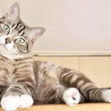 猫 病気 サイン