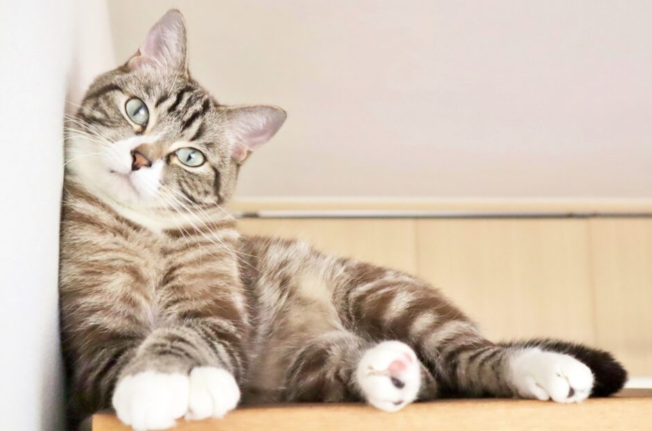 猫 病気 サイン