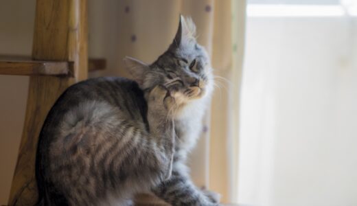 猫の疥癬症（かいせんしょう）とは？症状・治療法・対処法を解説