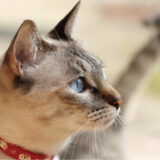 猫の口呼吸が教えてくれる健康のサインとは?さまざまな原因について解説します