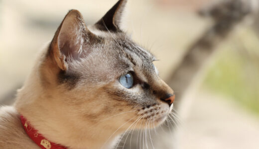 猫の口呼吸が教えてくれる健康のサインとは？さまざまな原因について解説します