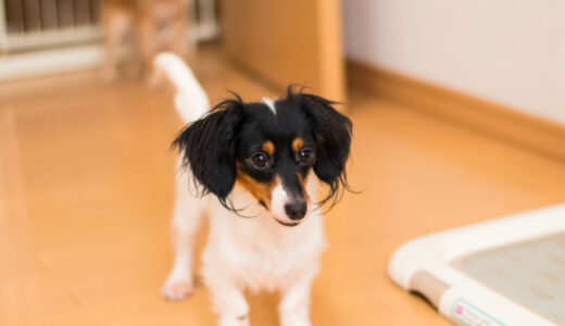 犬の胃腸炎とは？原因・症状から治療法まで解説します