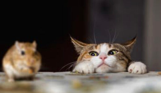 猫も鼻炎になるの？ さまざまな症状に対する治療法について解説！