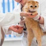 猫 薬 飲まない