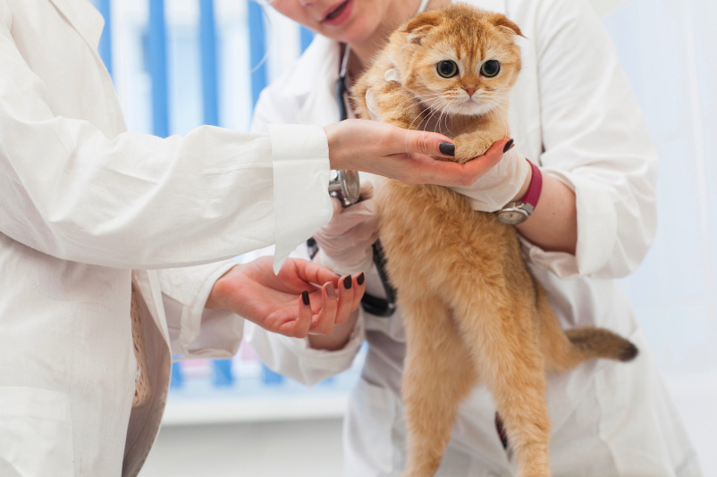 猫 薬 飲まない