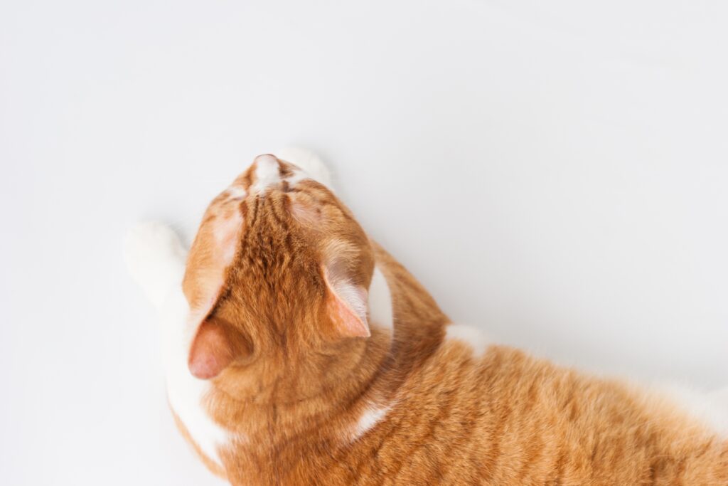 猫の疥癬症とは