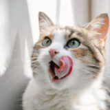 猫のよだれが多いのは病気のサインかも!原因と対処法を解説