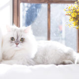 猫のトキソプラズマ症とは?人間にも感染する?人間への影響も含めて猫のトキソプラズマ症を徹底解説!