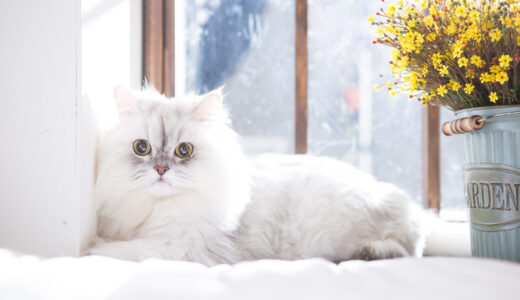 猫のトキソプラズマ症とは？人間にも感染する？人間への影響も含めて猫のトキソプラズマ症を徹底解説！