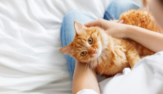 猫に多い病気と発症年齢は？猫の病気は小さな変化を見逃さないことが大切！