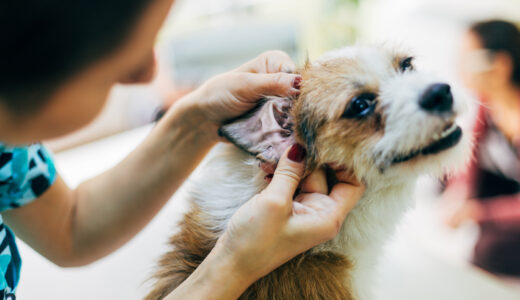 犬の黒いできものの正体とは？悪性の見分け方や治療法について解説！