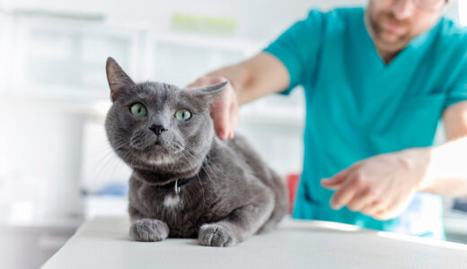蓄膿症を引き起こす可能性あり！猫の副鼻腔炎について徹底解説！