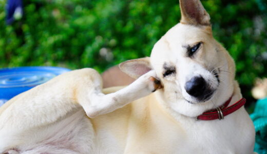 犬の耳の疾患にはどのようなものがある？犬の耳の構造と併せて解説