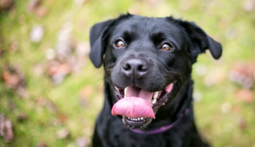 犬の口が臭い？犬の口臭の原因と対処法を解説します！