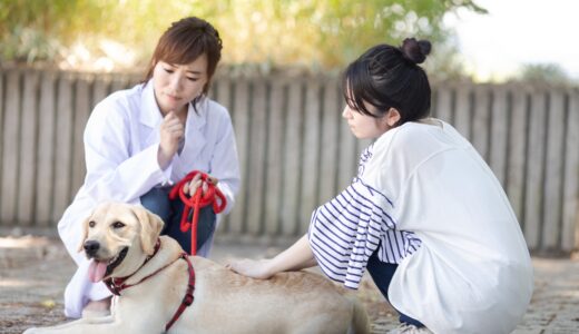 犬のアレルギー性皮膚炎（アトピー性皮膚炎） | 検査方法・治療法・病院に行く目安を解説