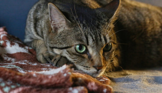 猫の扁平上皮癌とは？原因から治療まで解説します