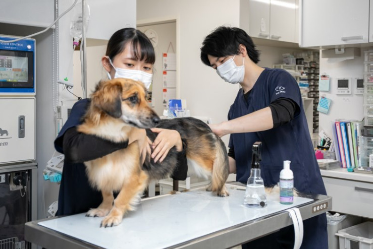 犬 低血糖