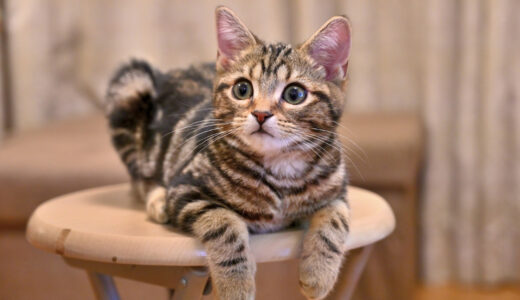 猫が変な鳴き声で鳴くのはなぜ？心配のない鳴き声や注意したい鳴き声について徹底解説！