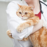 猫にも遺伝する病気があることを知っていますか?猫の遺伝性疾患について解説します