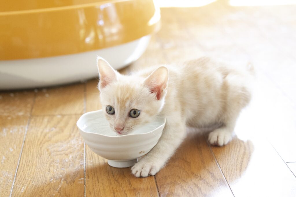 ミルクを飲む子猫